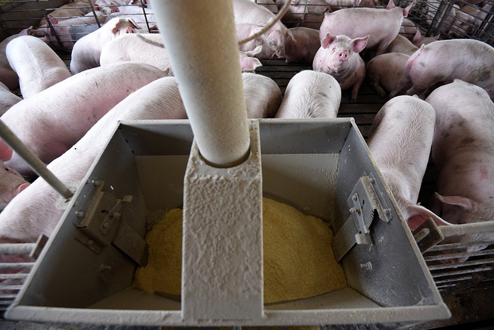 image Support coming for animal breeders to help ensure food security