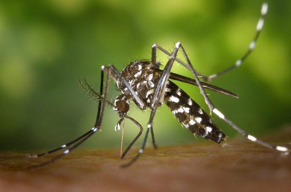image Mosquito spraying continues