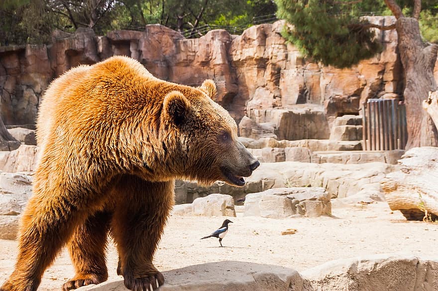 cover Bear escape at Melios Zoo prompts call for tougher inspections