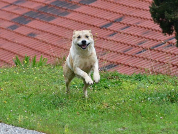 image Animal police investigating after pet dogs killed in Lythrodontas
