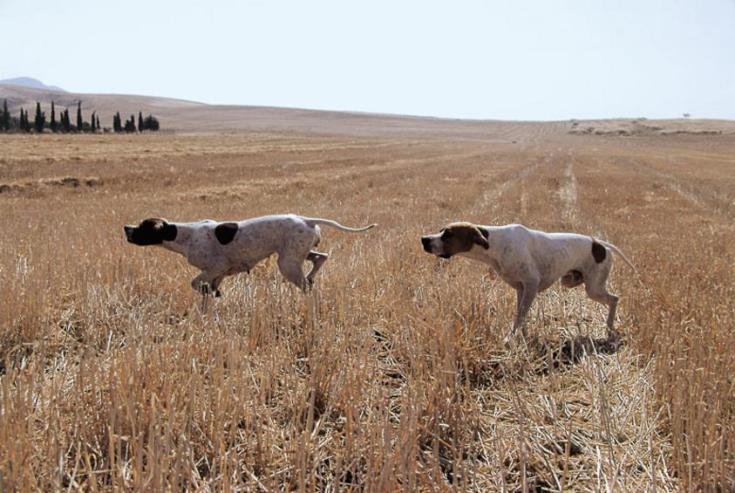 image SBA cracks down on illegal dog hunters