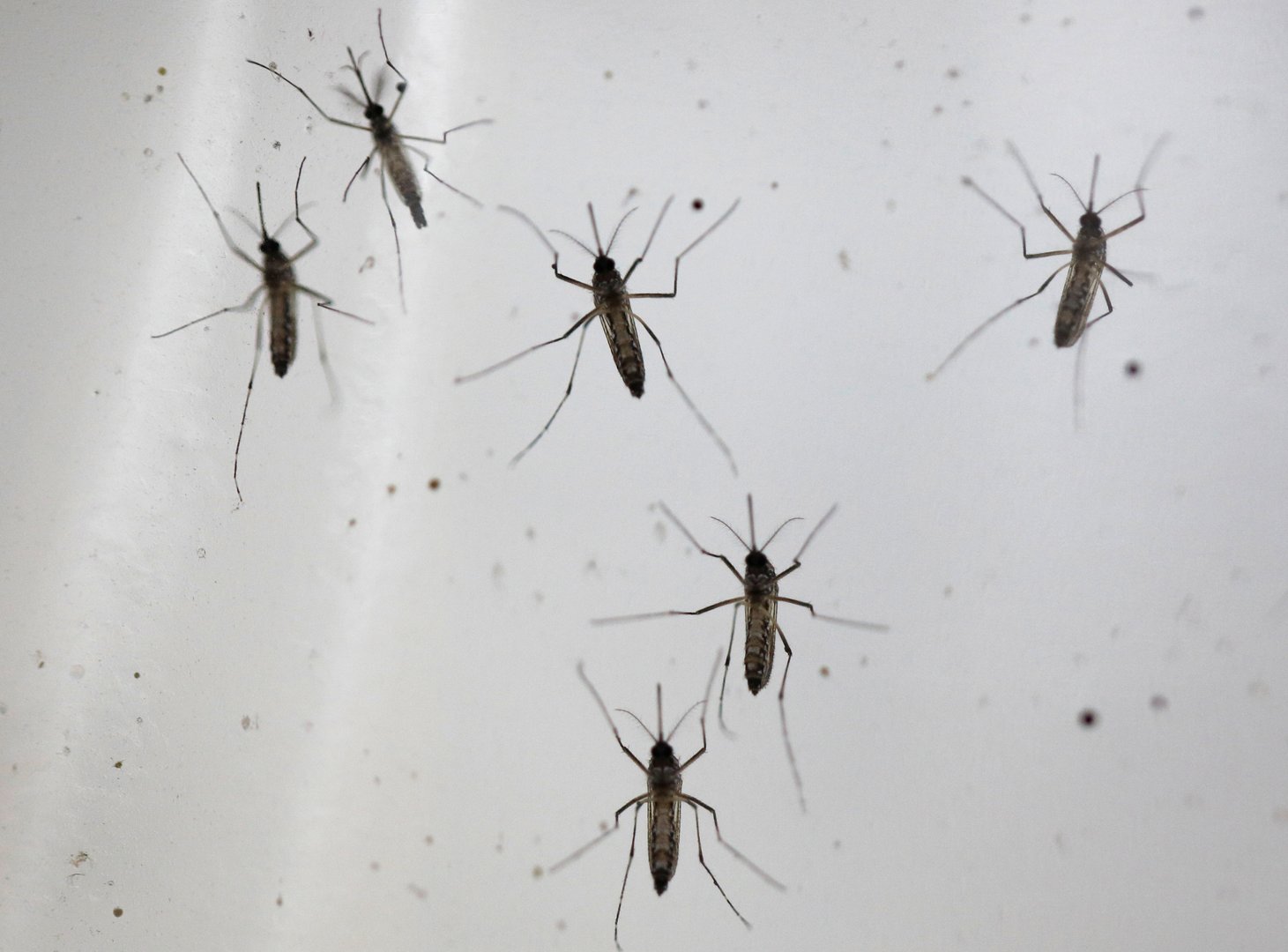 image West Nile virus case recorded in northern Nicosia