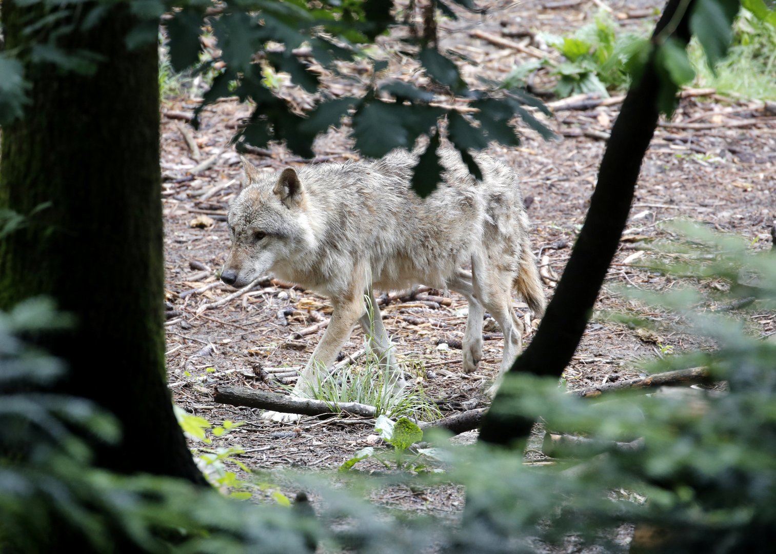 image Wolves to lose &#8216;strictly protected&#8217; status in Europe