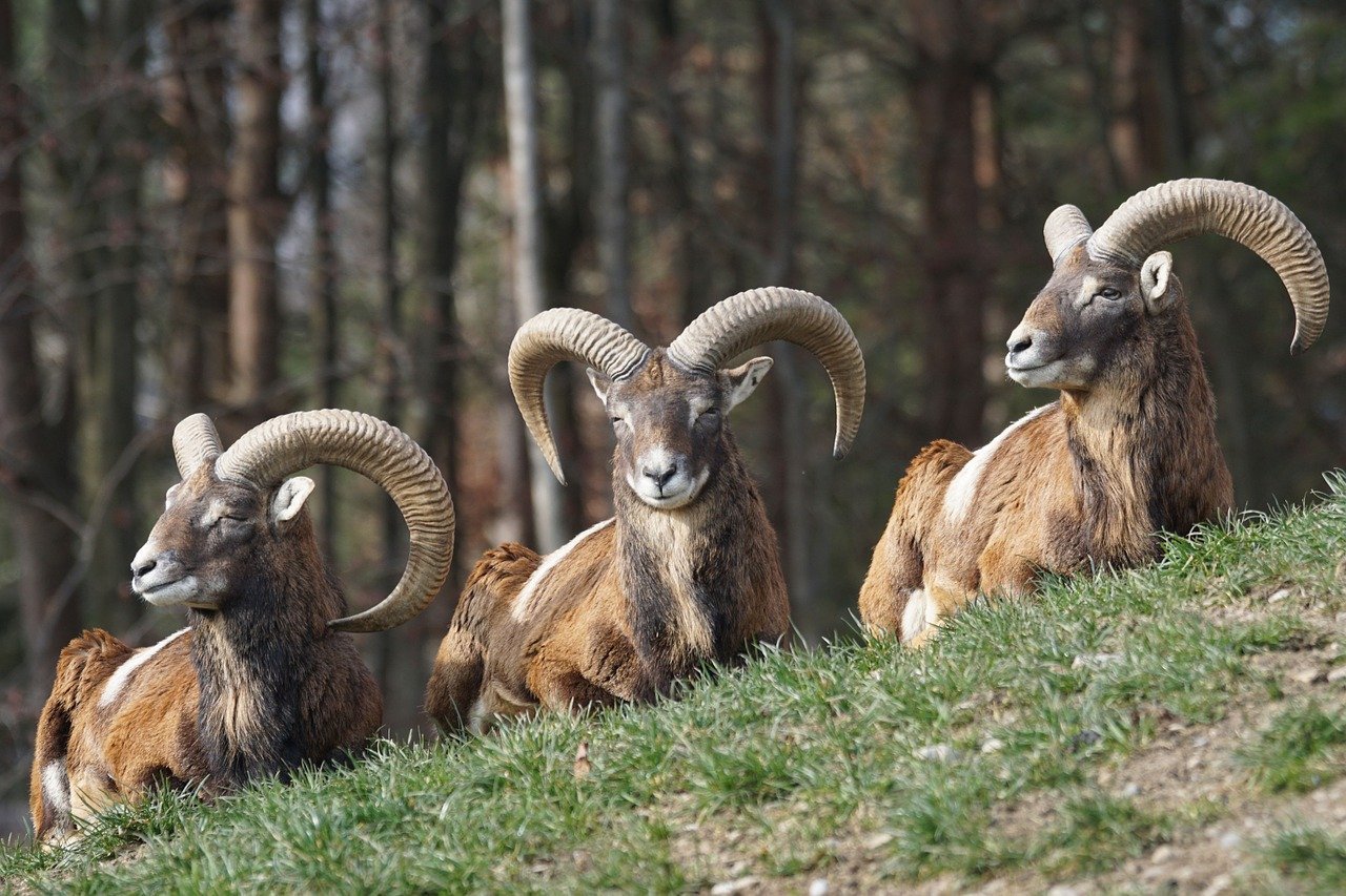 image Grants to farmers for damage caused by mouflon