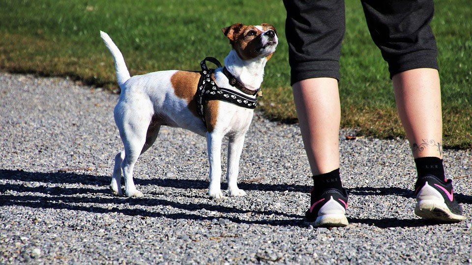 image Police investigating suspected dog killing