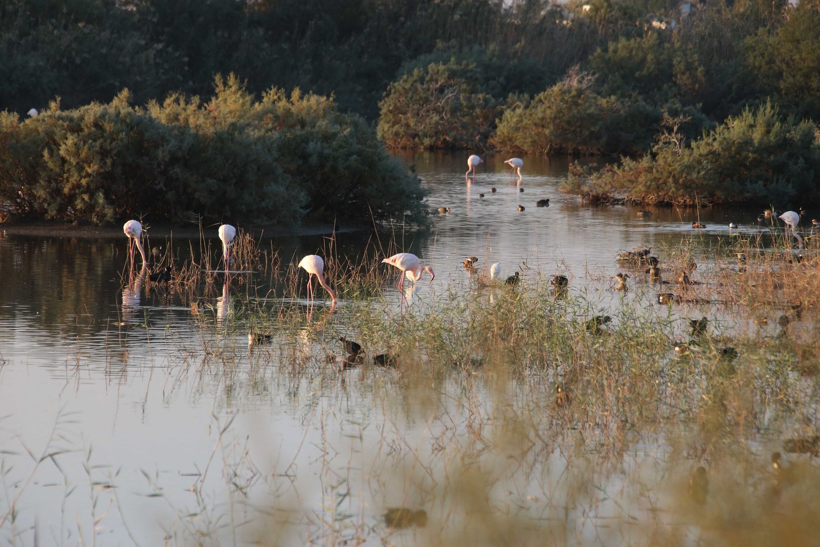image Pollution and water imbalance endanger wetlands
