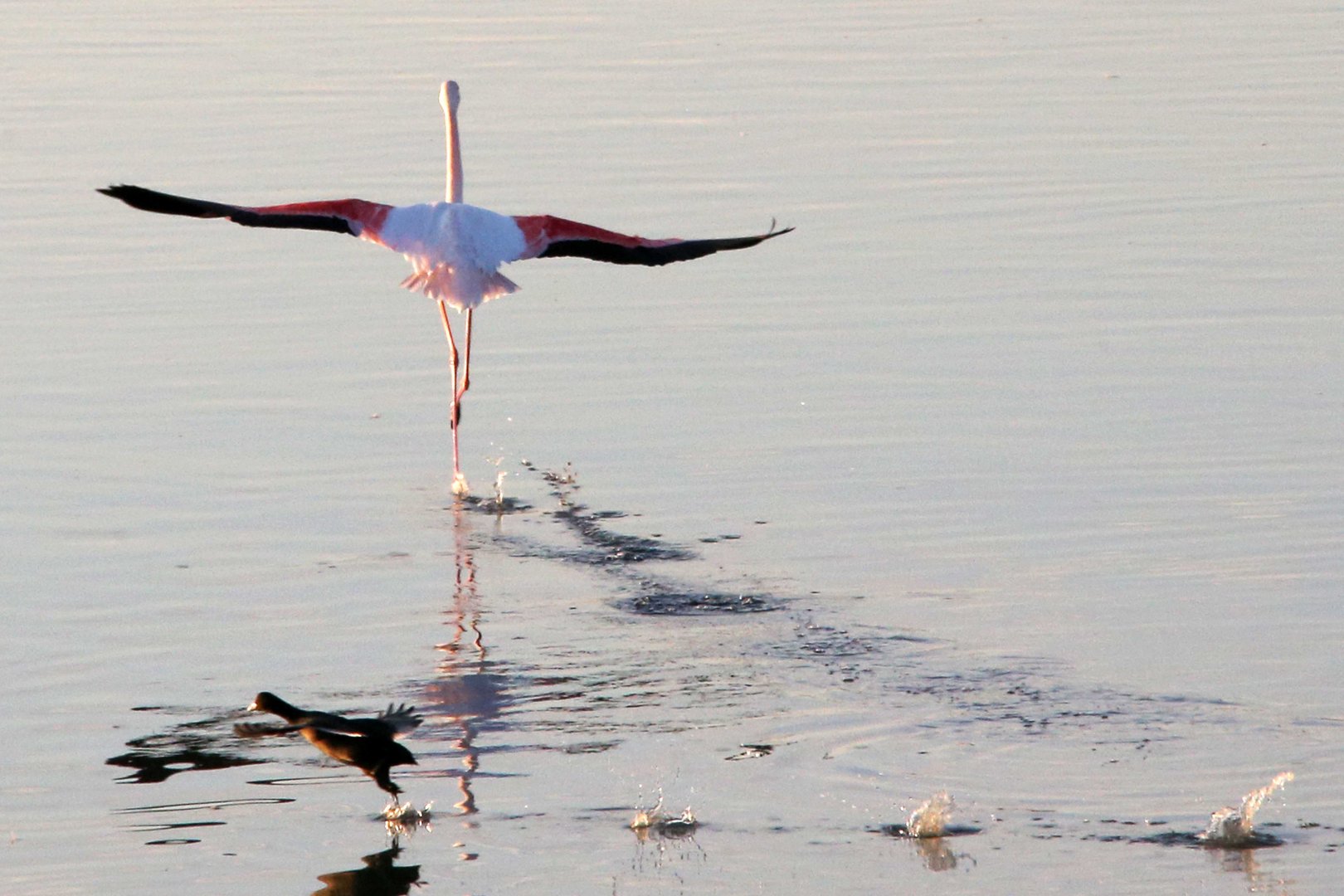 image Walking tour of Larnaca salt lake highlights its importance, mayor says