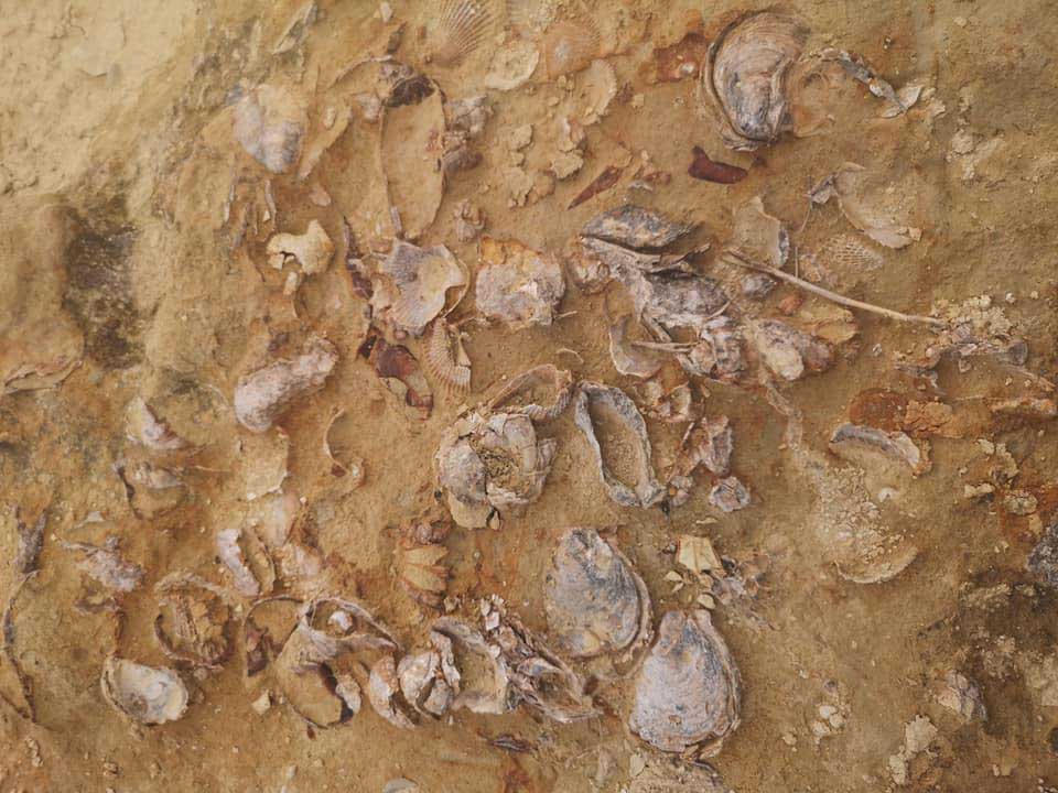 image Seashell fossils dating back two million years found in Pedieos riverbed