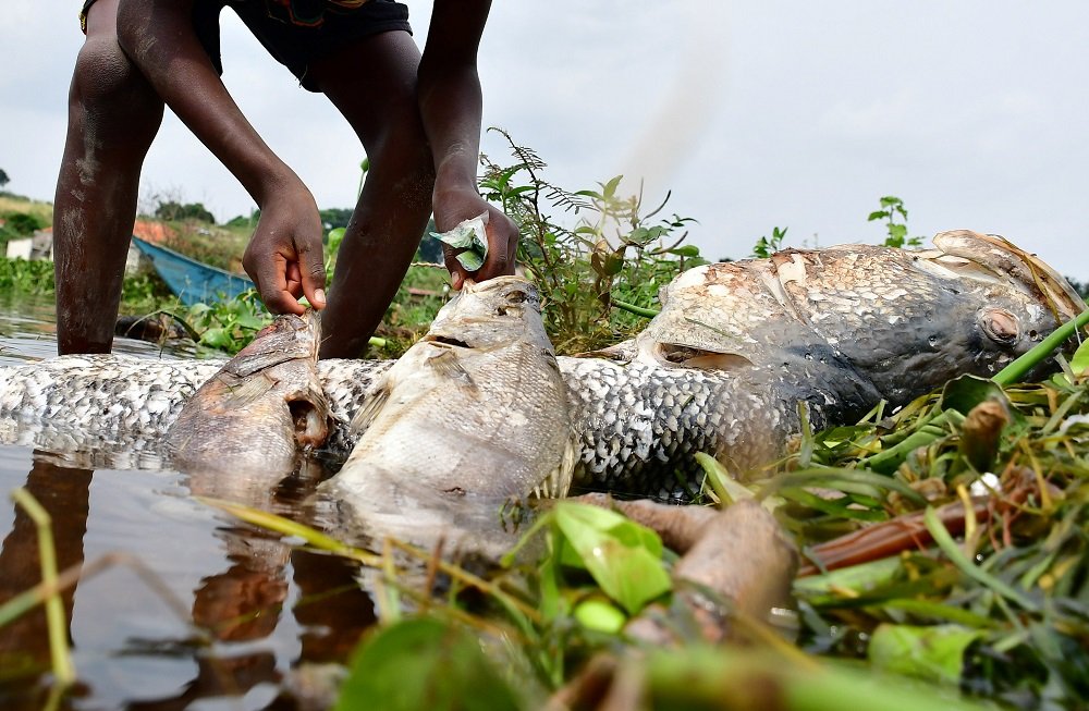 image Ugandans baffled by dead perch washed up on Lake Victoria shore