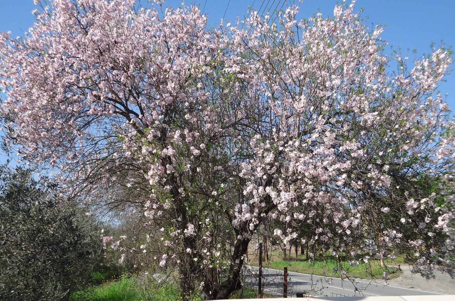 image Gardening: Precarious weather ahead