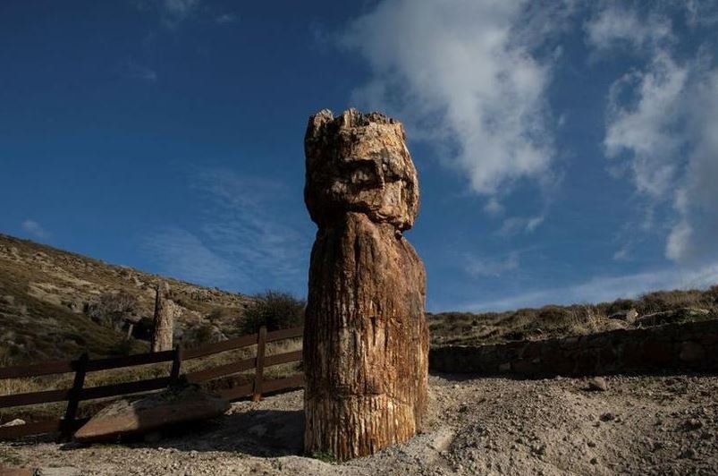 image Scientists in Greece find 20 million year-old petrified tree