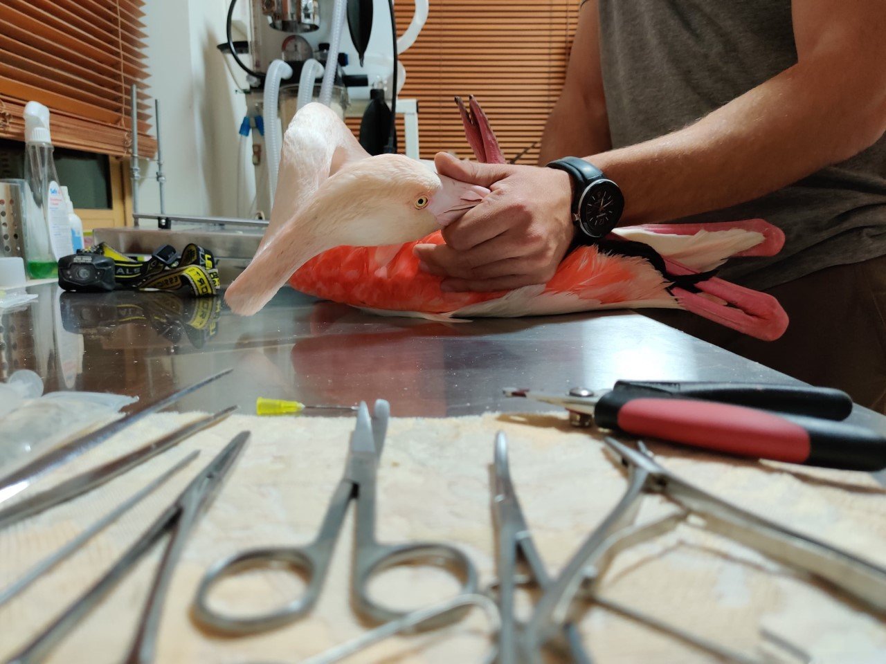 image Flamingo shot in leg, wing and eye