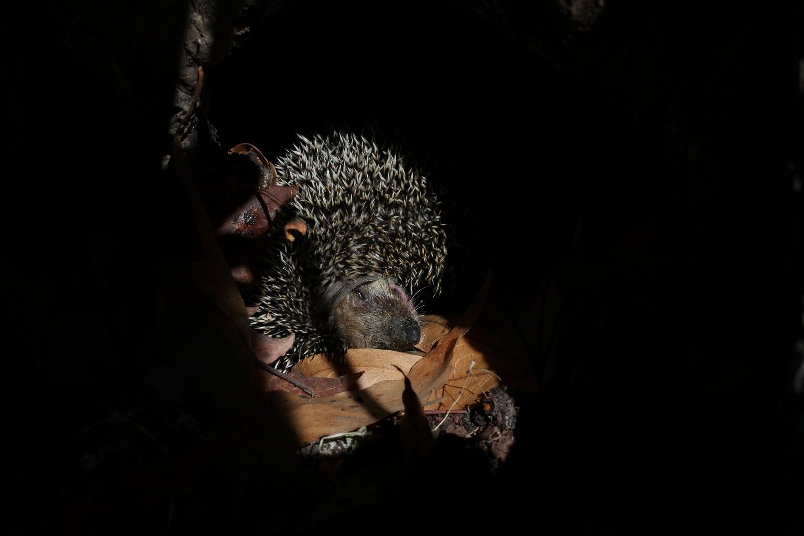 image Please don’t disturb the animals, forestry department says