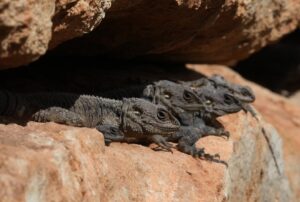 Lizard