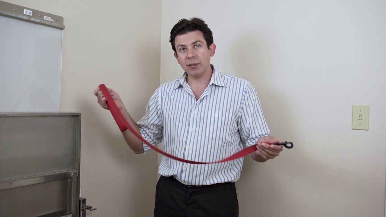 image How to walk a dog without pulling on the leash