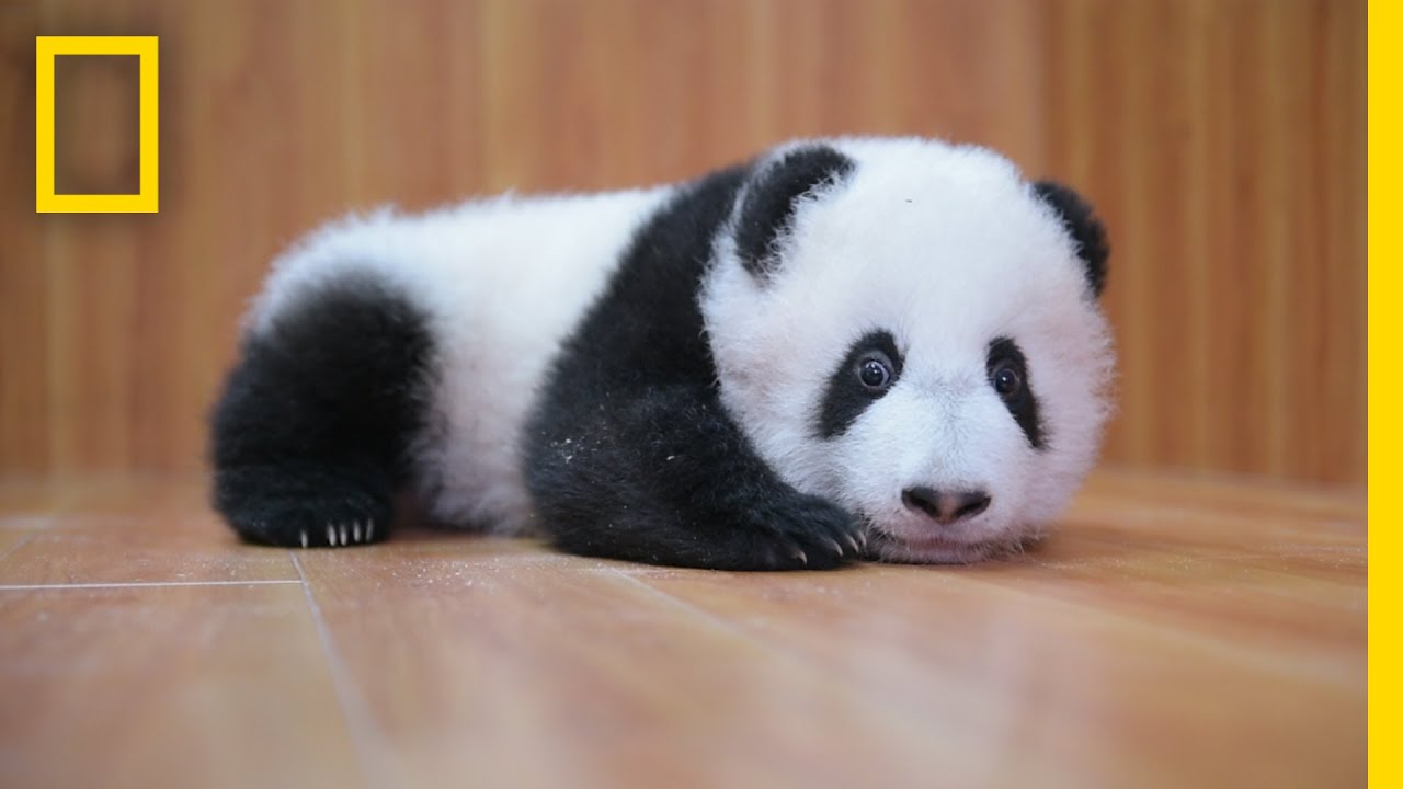 image The demanding path to raising a panda cub in captivity