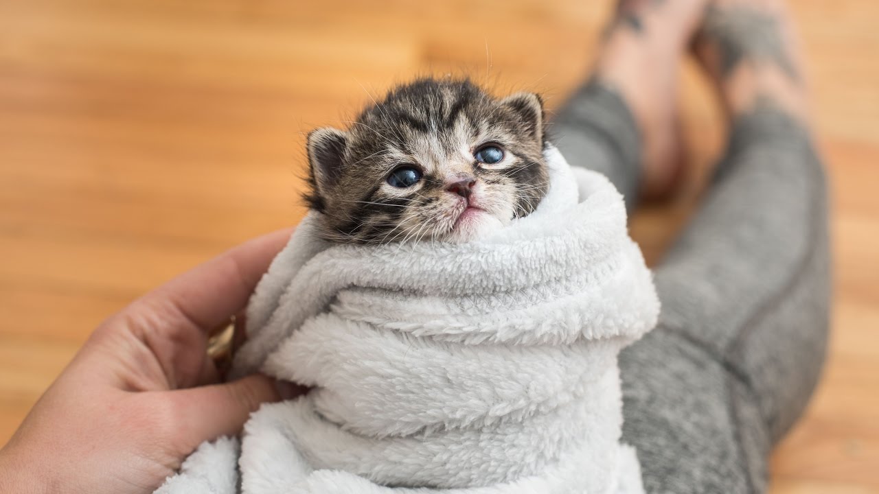 image Five ways to comfort an orphaned kitten