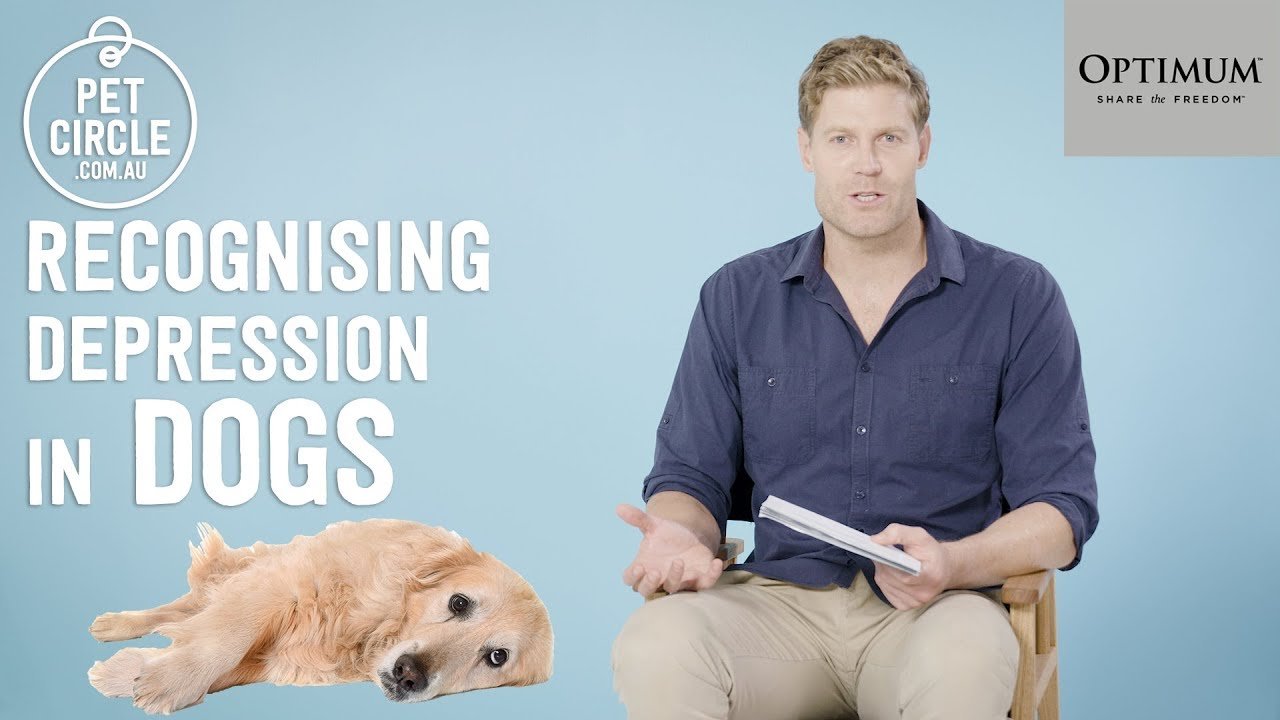 image How to recognise depression and loneliness in dogs
