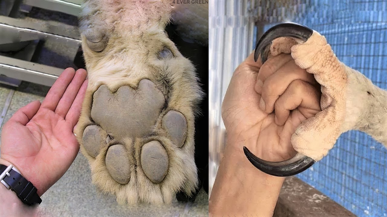 image Master slashers: top 10 animals with biggest claws