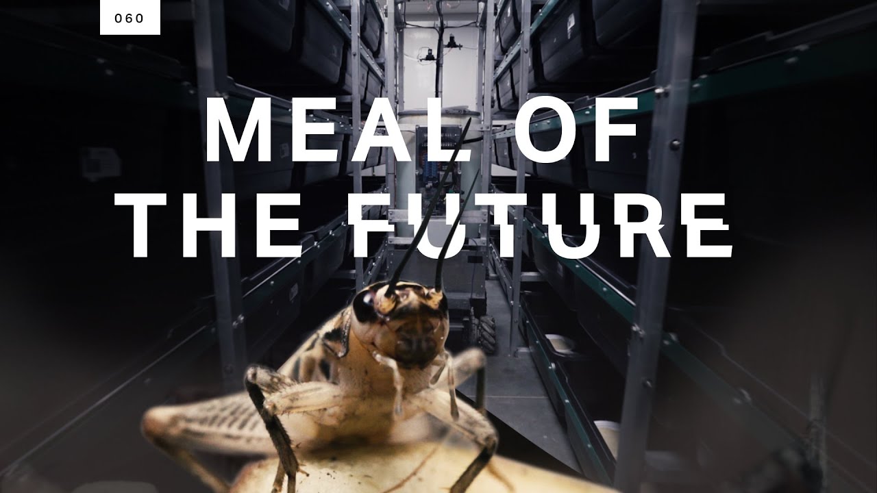 image Why companies are mass-producing edible insects