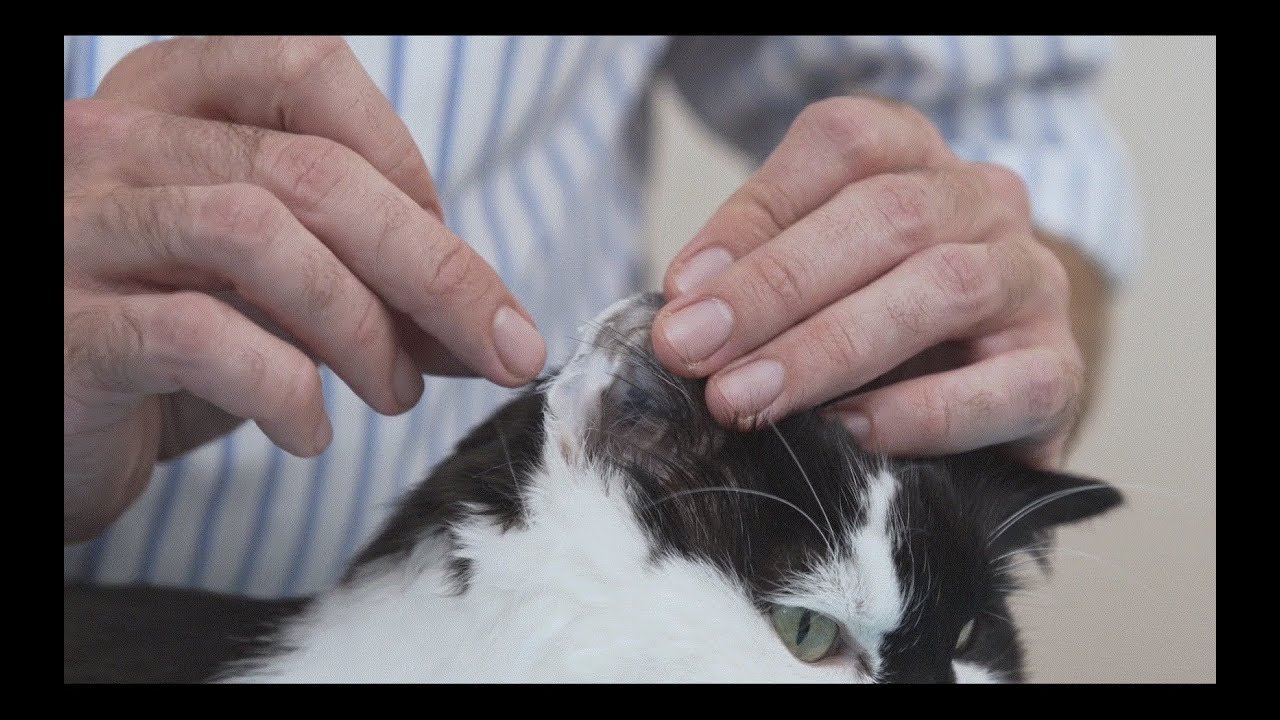 image How to measure blood glucose in a diabetic cat