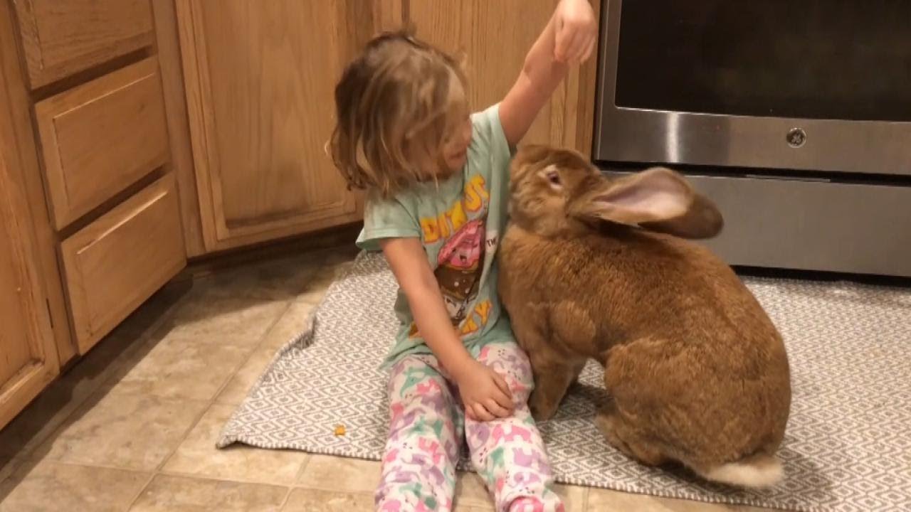 image Cocoa Puff: the bunny with an outsize place in his family&#8217;s heart