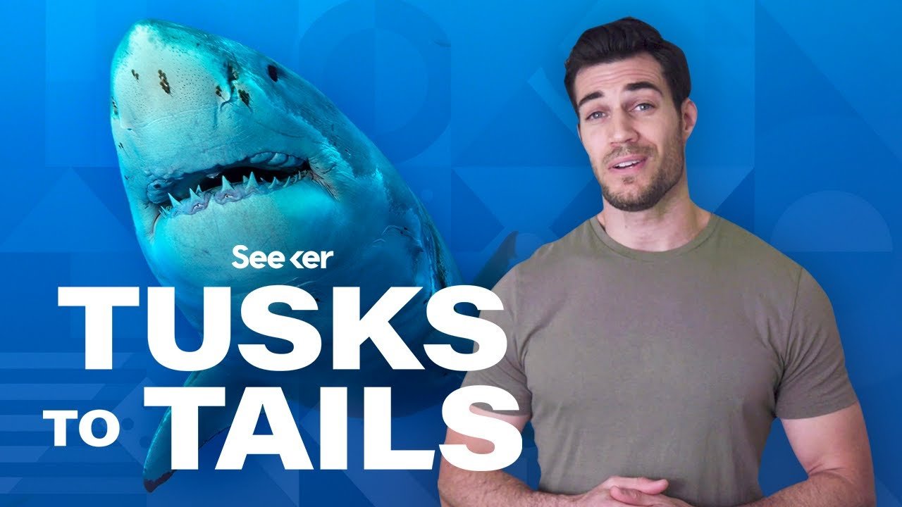 image How sharks use electricity as a predatory &#8216;sixth sense&#8217;
