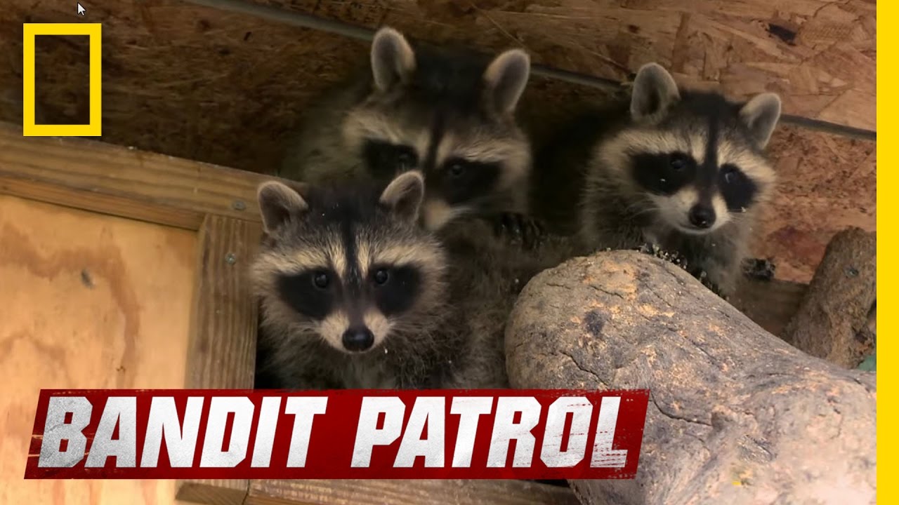 image Teaching orphaned raccoons how to forage