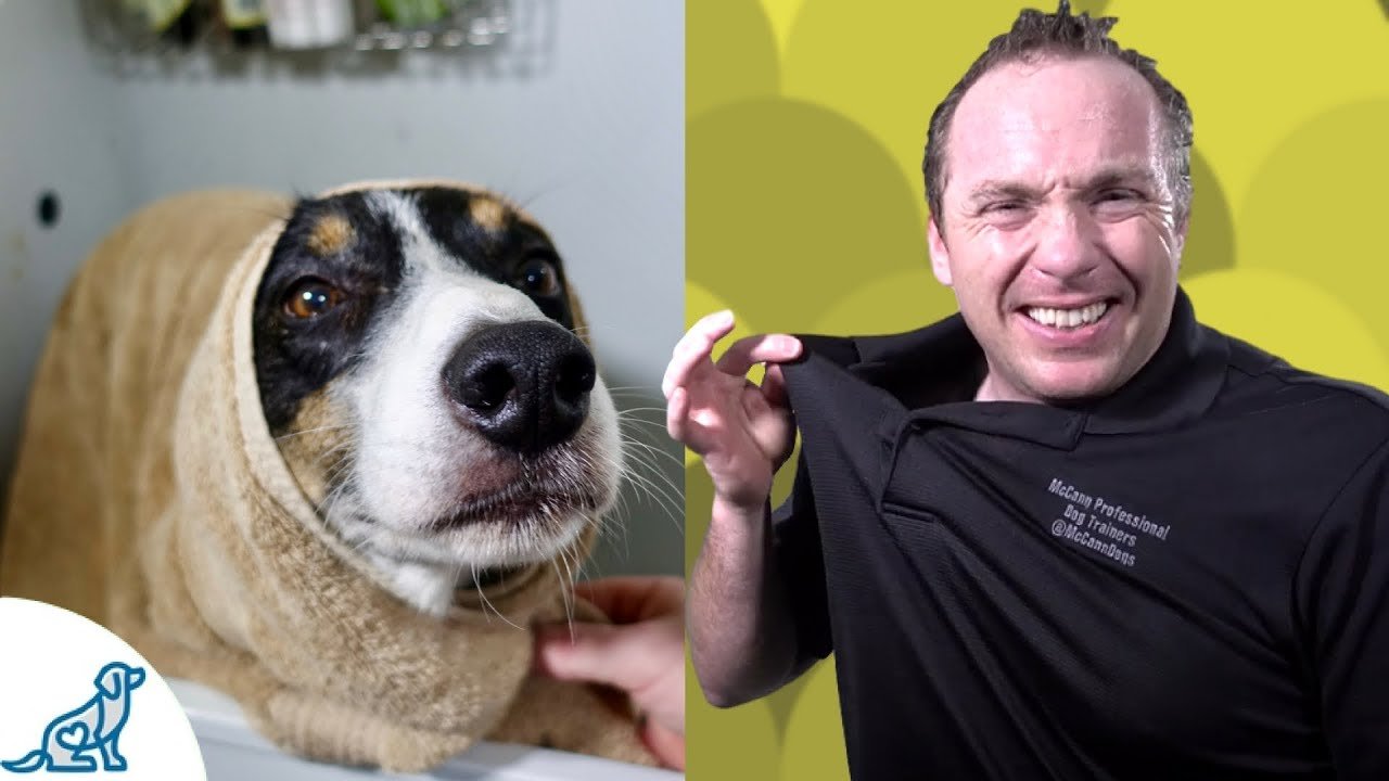 image Two useful tips to make bathing your dog easier