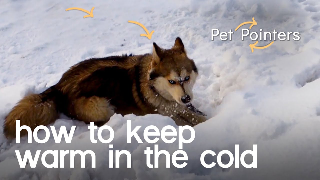 image How to keep your pet protected from the cold during winter