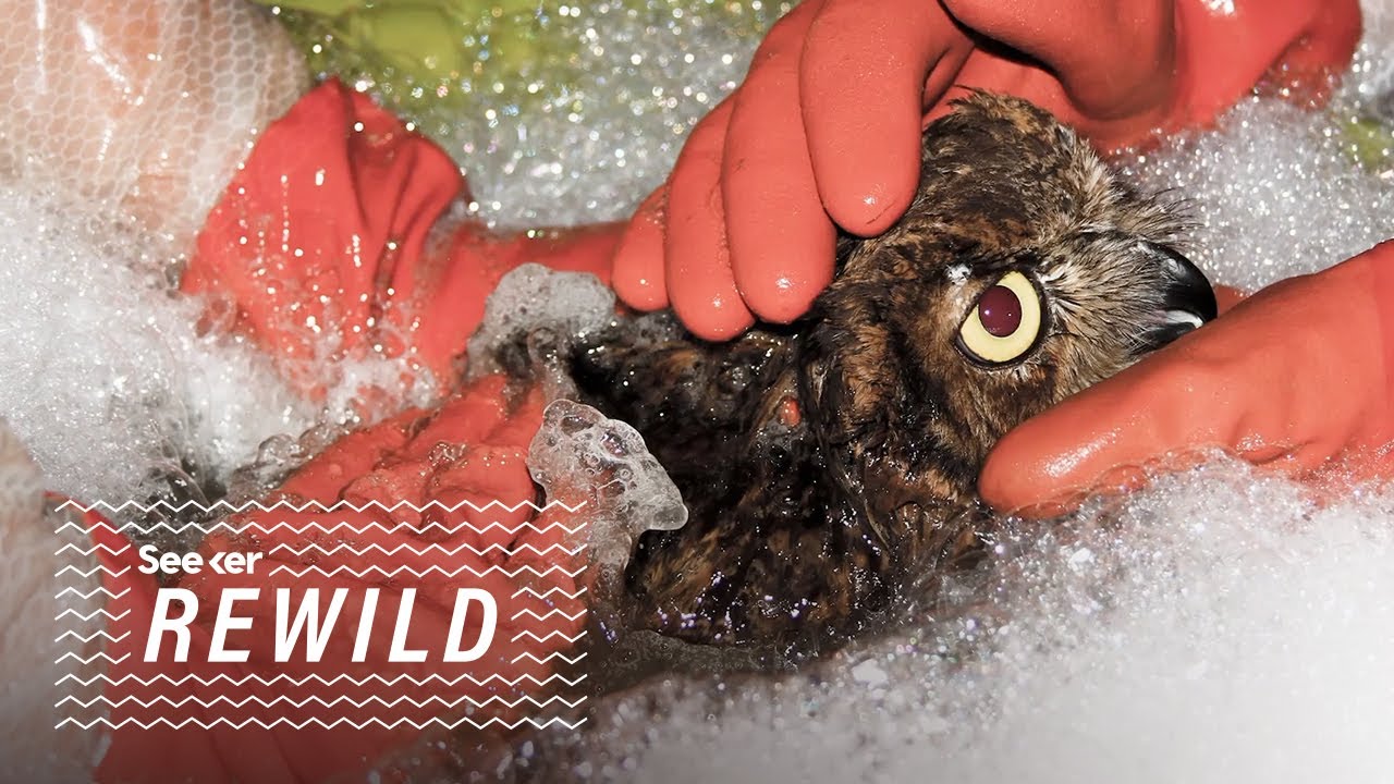 image Why birds are so affected by the effects of oil spills