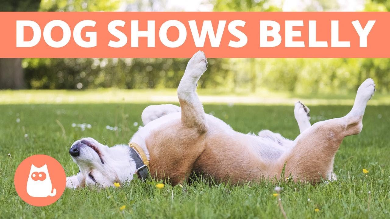 image What does it mean when dogs expose their belly?