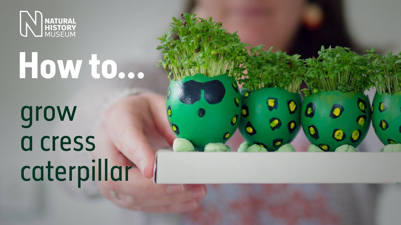 image How to grow a cress caterpillar