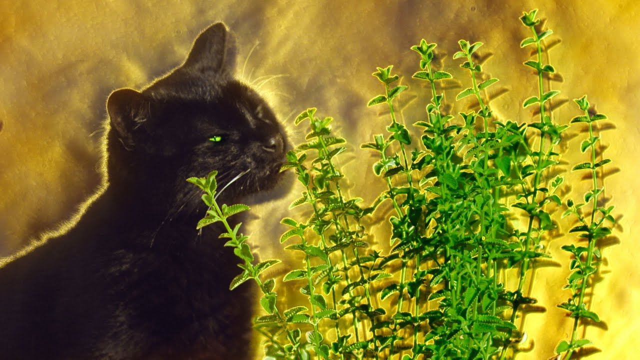 image What happens when cats have catnip?