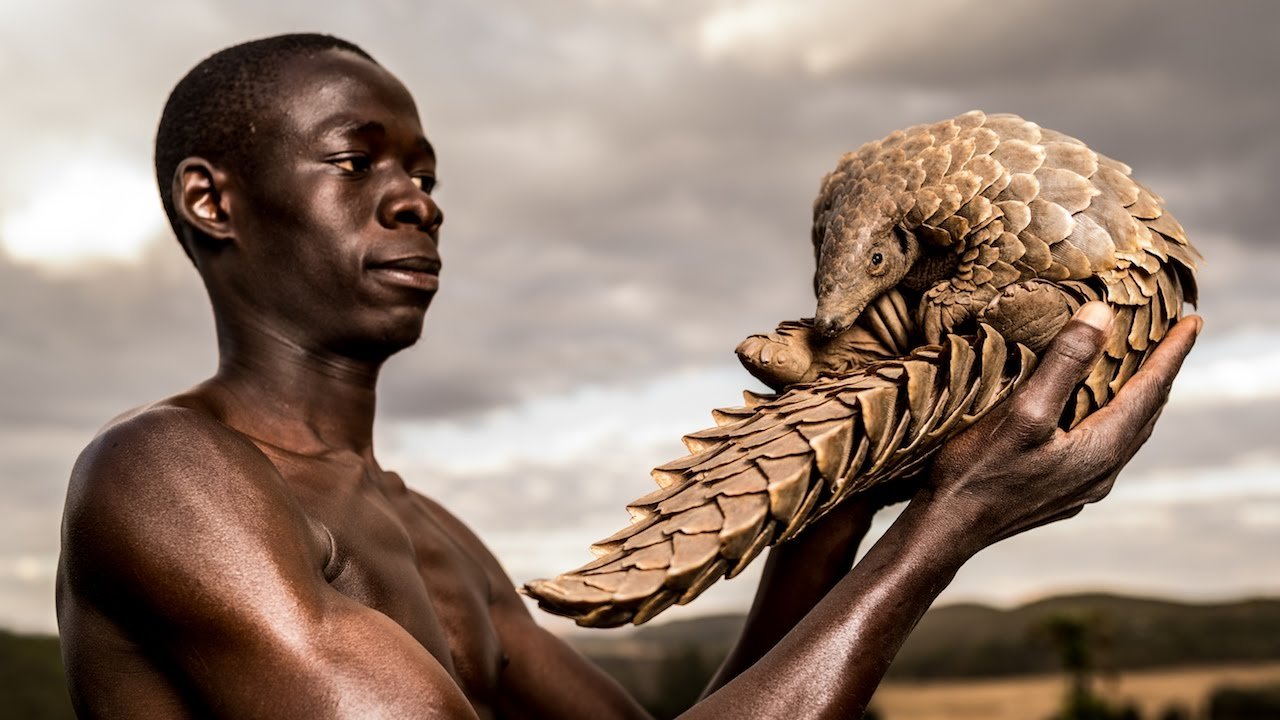 image The ‘Pangolin Men’ saving world’s most trafficked mammal