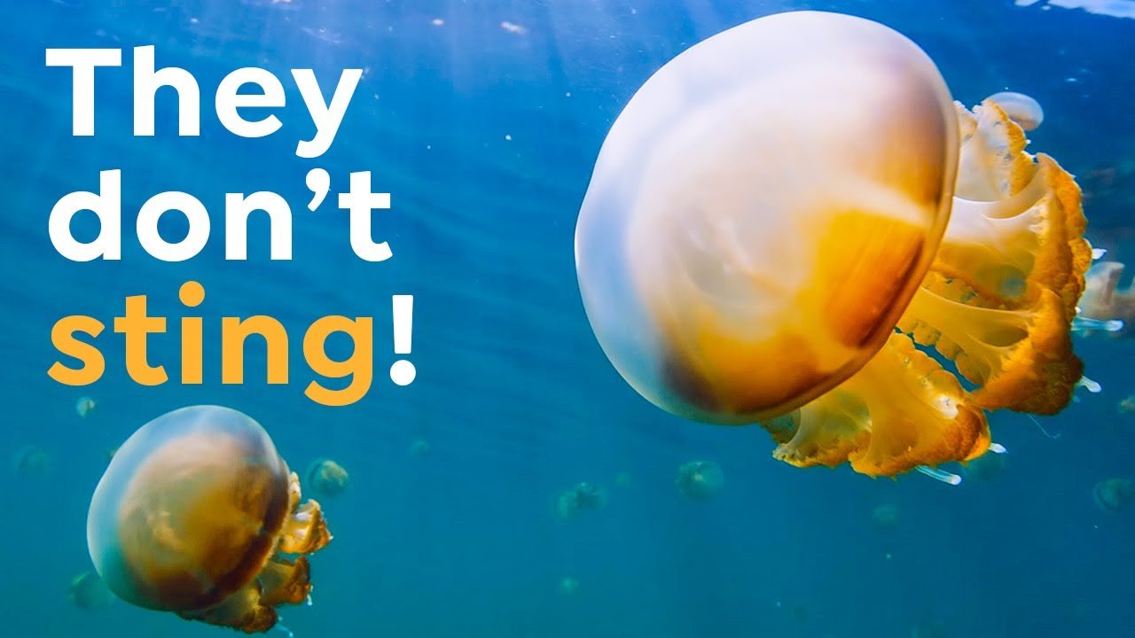 image The stingless jellyfish of Borneo&#8217;s Kakaban Lake