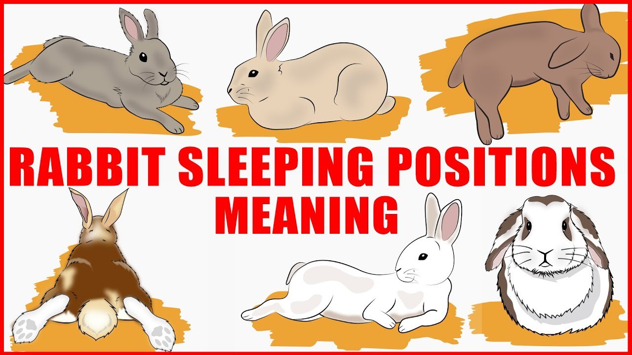 image What rabbits&#8217; sleeping positions reveal about their personality, health and character