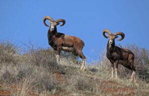 Mouflon