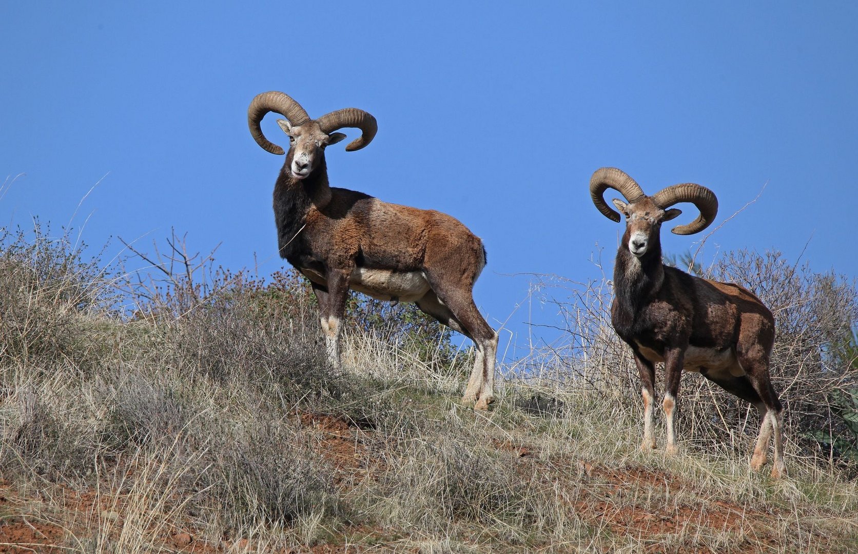 image Two more arrests after illegal hunting of mouflons