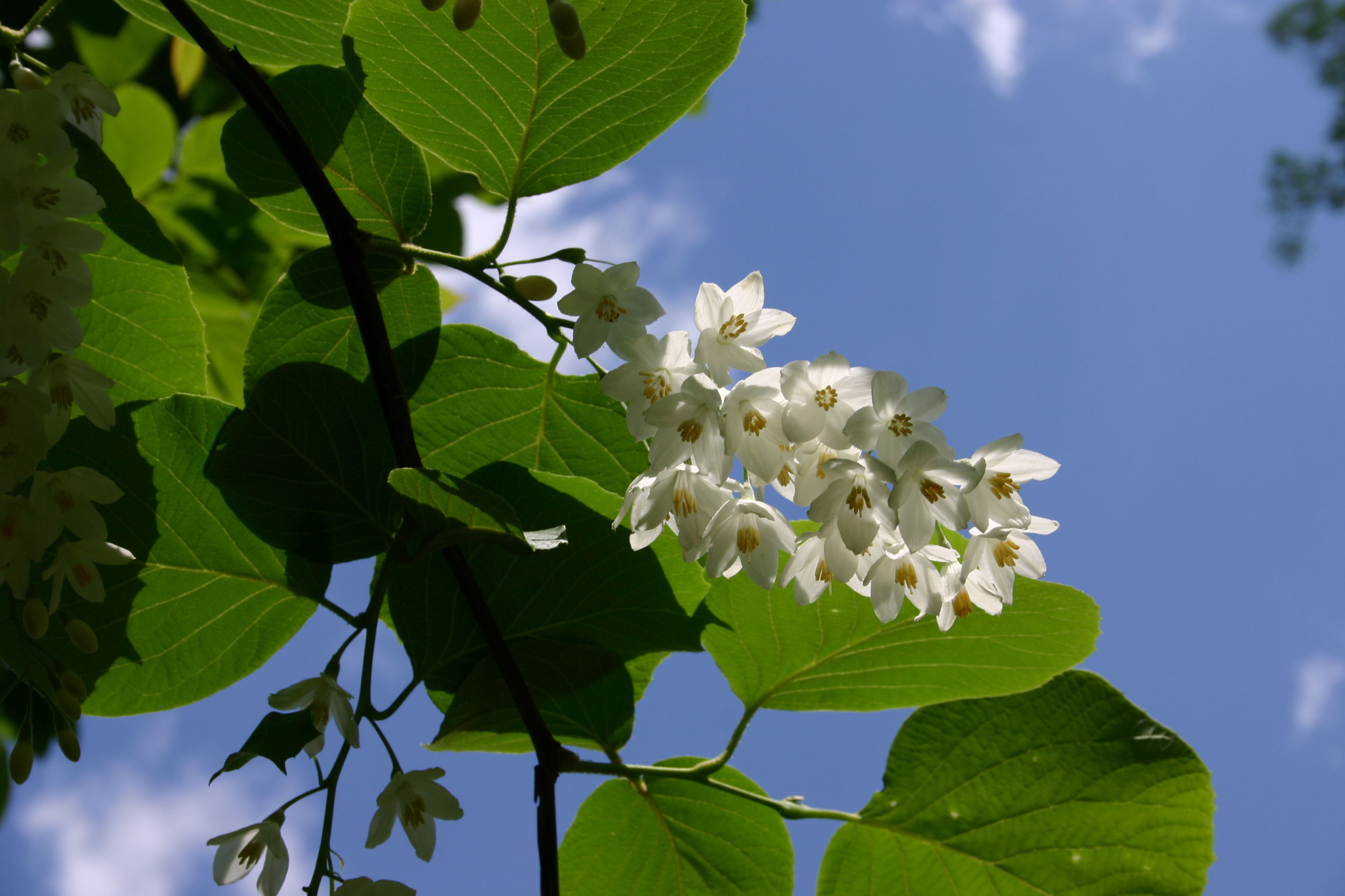 image Plant of the Week: Tree known since biblical times wards off evil spirits