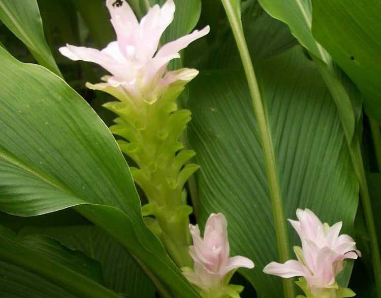 image Plant of the week: The Asian medical all-rounder