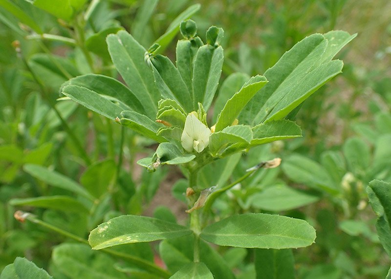 image Plant of the week: Plant increasingly valuable to the pharmaceutical industry