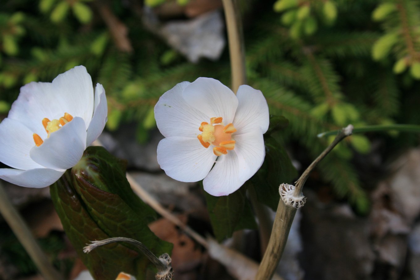 image Plant of the Week: Cure all of Native Americans used against certain carcinomas