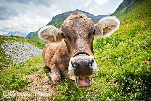 image Dollar weakness is a Swiss problem