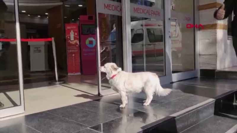 image Puppy love: pooch waits six days outside Turkish hospital for sick owner