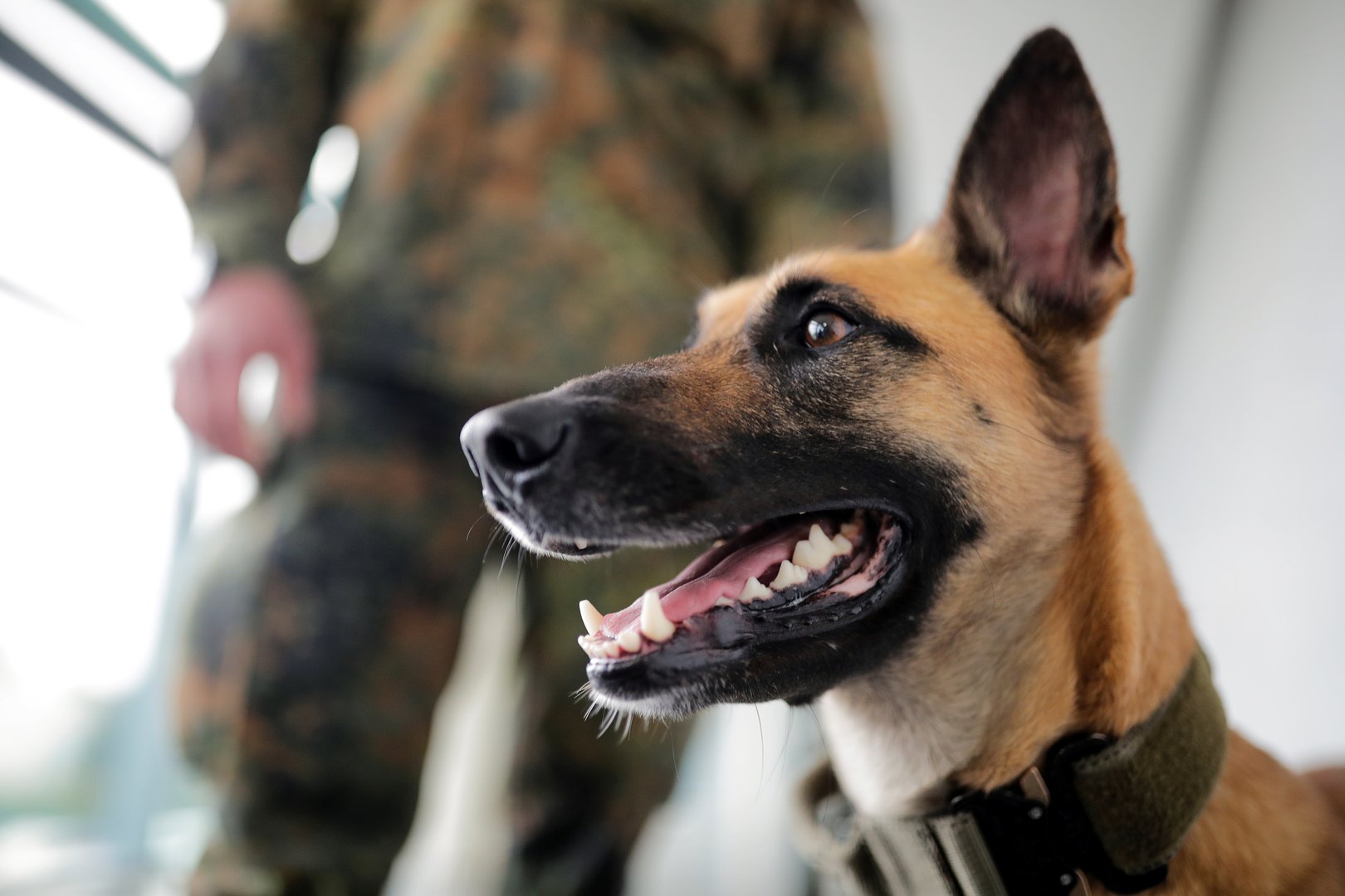 image German sniffer dogs detect COVID-19 with 94% accuracy