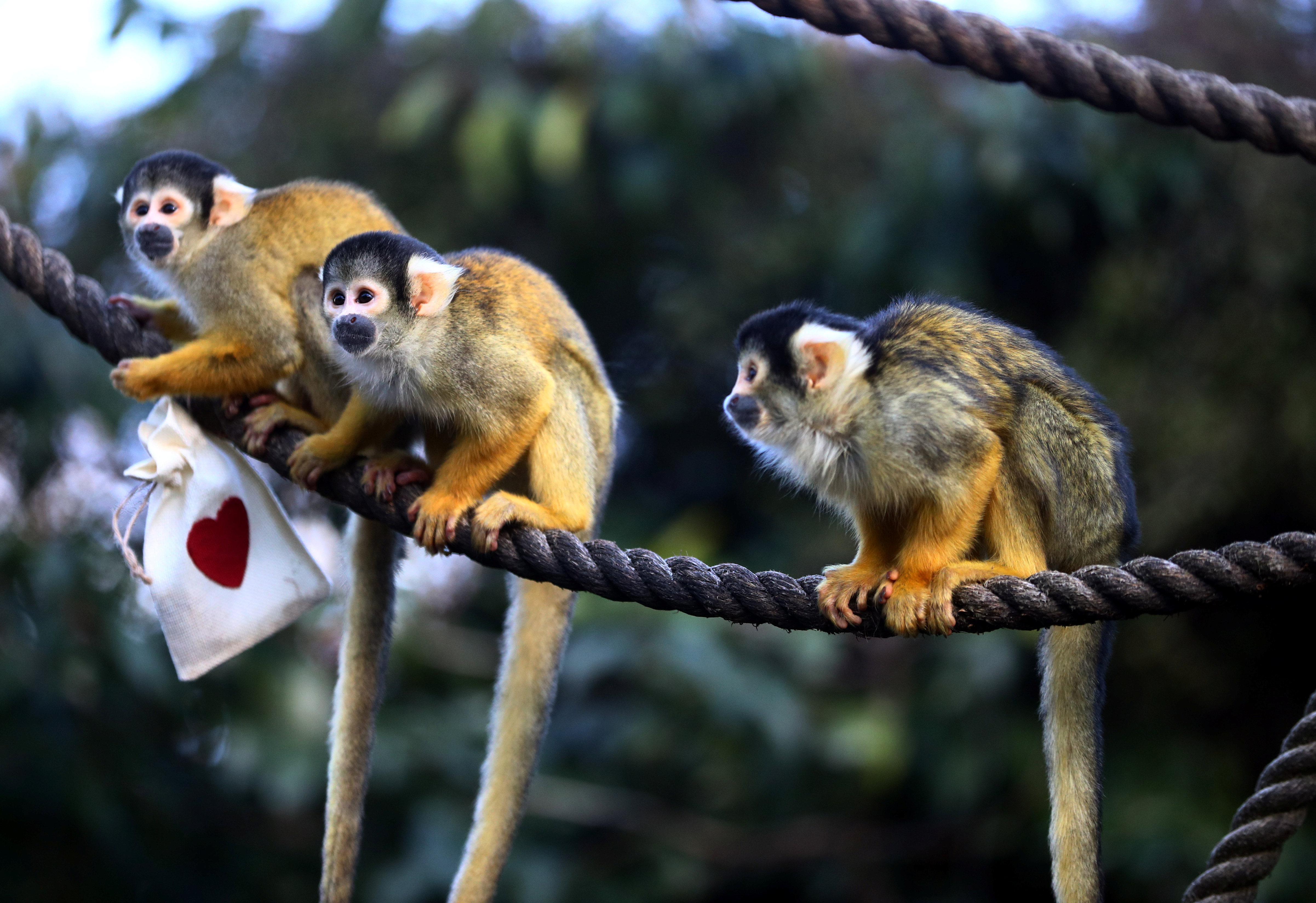 black capped squirrel monkeys are fed treats from valentines day themed bags during a photo call at zsl london zoo in london