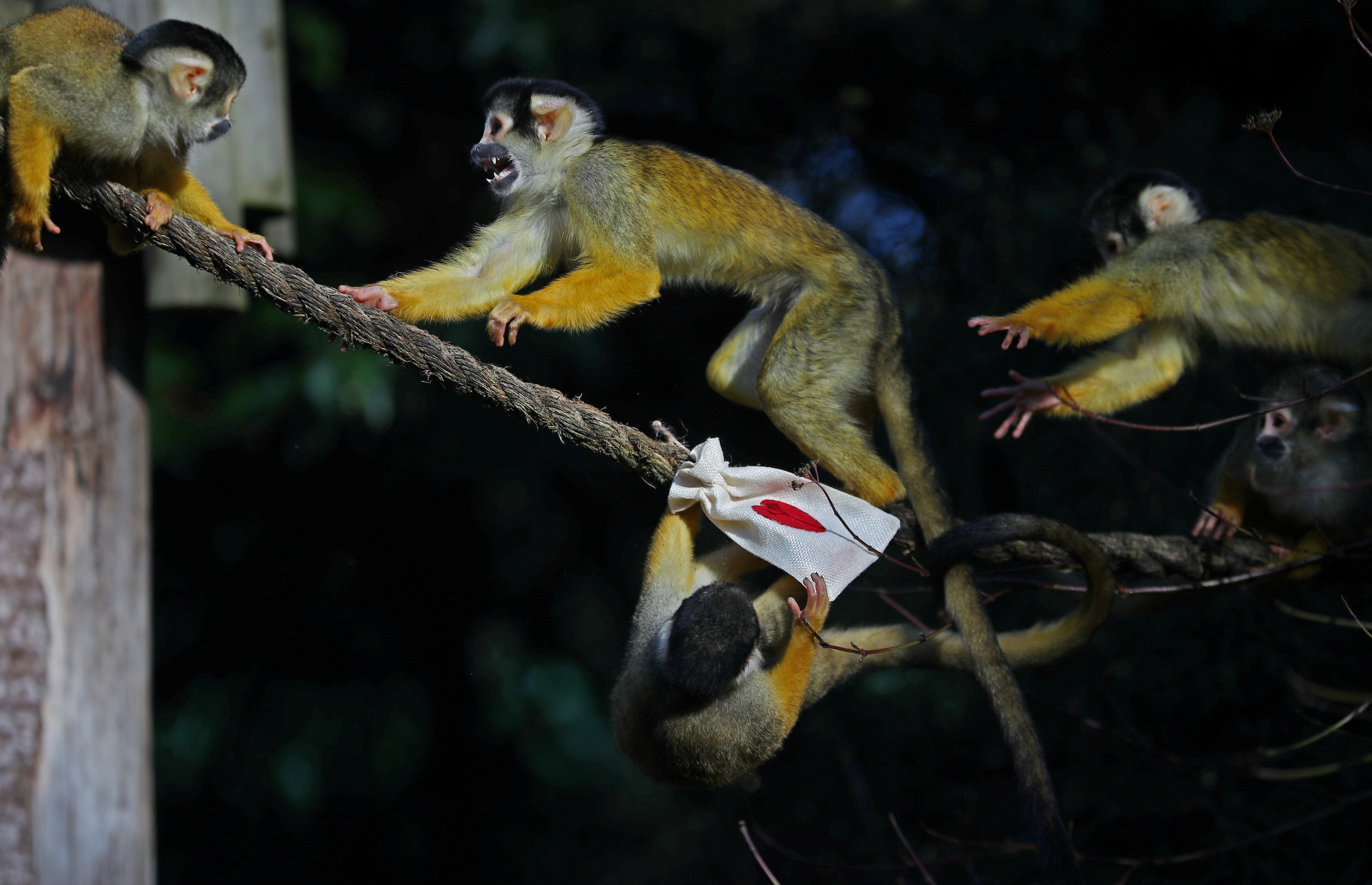 black capped squirrel monkeys are fed treats from valentines day themed bags during a photo call at zsl london zoo in london