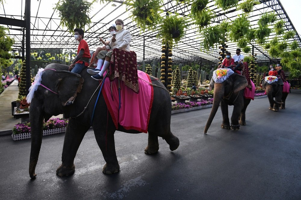 image Couples in Thailand tie the knot on elephants on Valentine&#8217;s Day