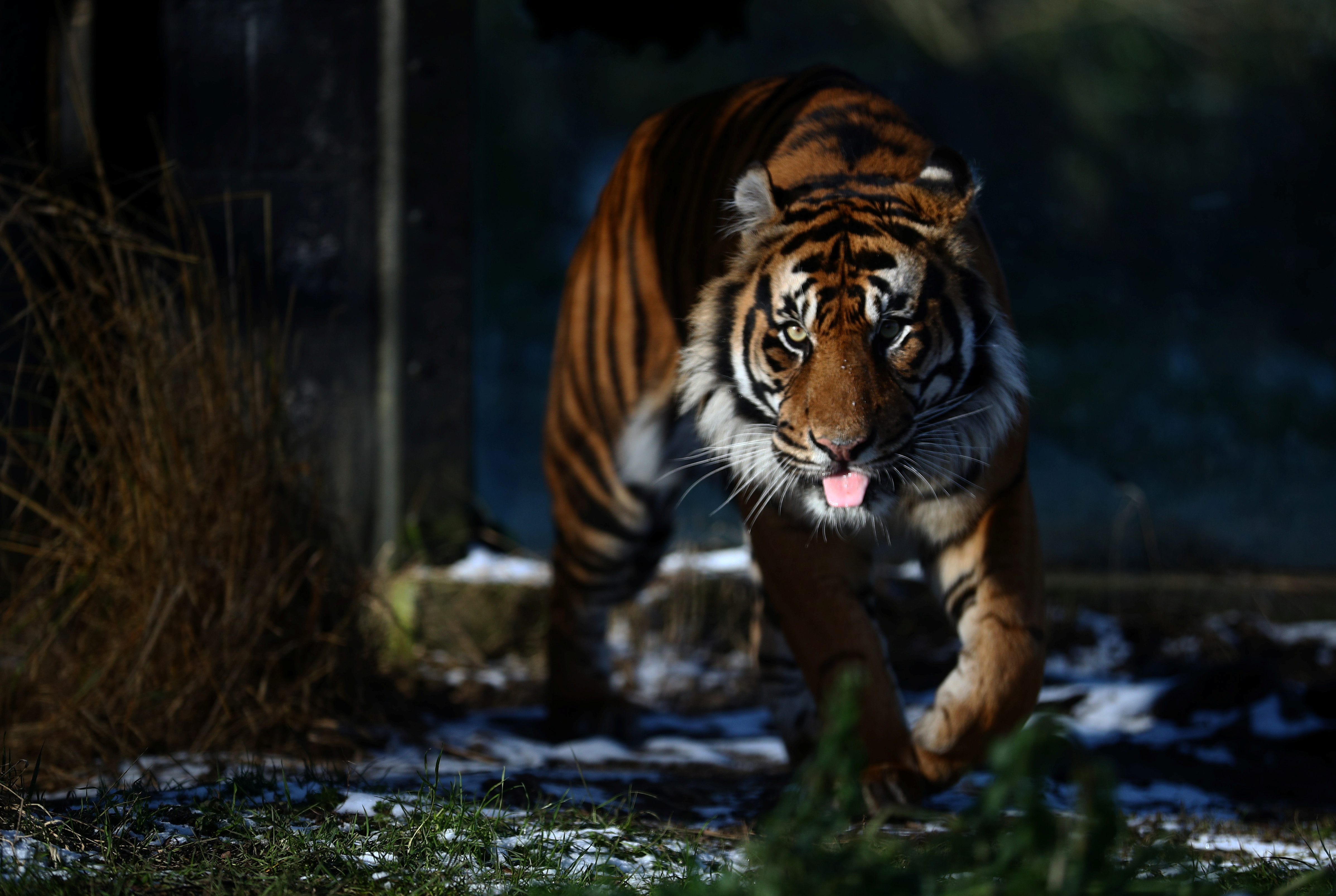 behind the scenes look at london zoo during covid 19 lockdown